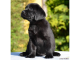 Labrador - čierne šteniatko z CHS Little Bublle